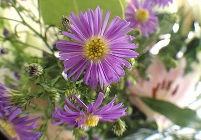 Close-up of purple flowers blooming outdoors