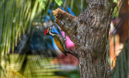 Peck away at obstacles.