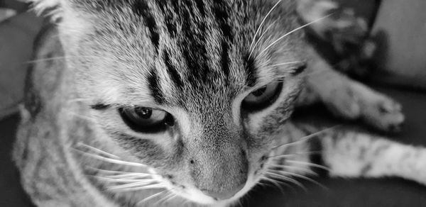 Close-up portrait of a cat