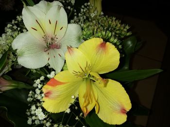 Close-up of white flowering plant