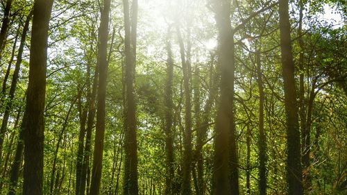 Low angle view of bamboo trees in forest