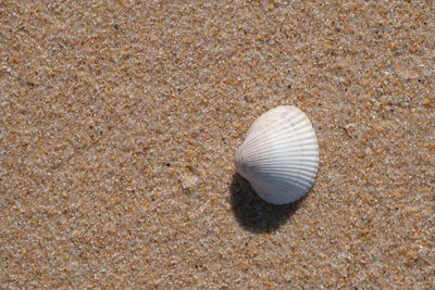 Close-up of seashell on beach