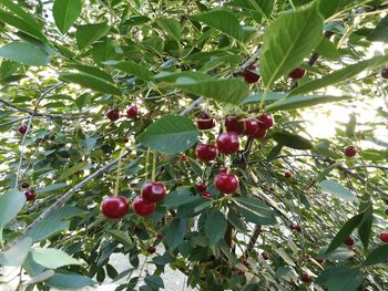 Low angle view of berries growing on tree