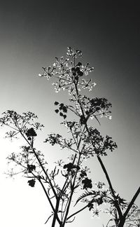 Low angle view of flowering tree against clear sky