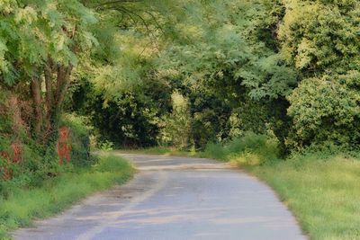 Road amidst trees in forest