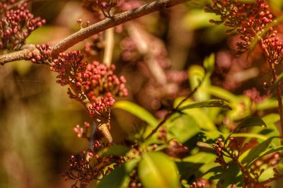 Close-up of berries growing on tree