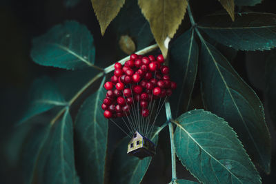 Close-up of red berries with model house against plants