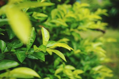 Close-up of green leaves
