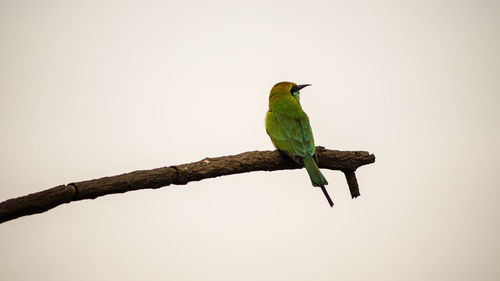 Bird perching on tree trunk