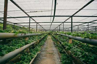 Scenic view of field seen through greenhouse