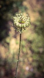Close-up of white flowering plant on land