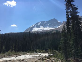 Scenic view of forest