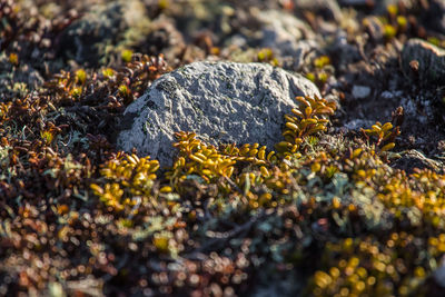 Wild berries growing on a mountain hillside in autumn in norway. tasty food for bears.