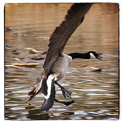 Close-up of bird flying over lake