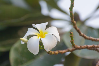 Close-up of white flowering plant