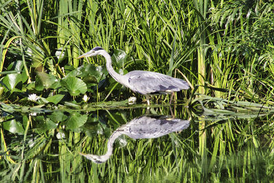 View of a bird in lake