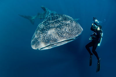 Person swimming by whale shark in sea