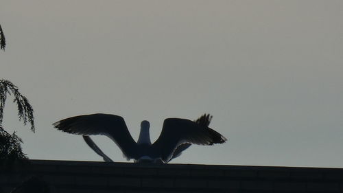 Low angle view of birds flying against clear sky