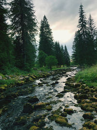Stream flowing through rocks in forest against sky