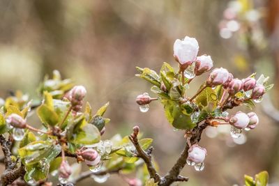 Close-up of fresh flowers on tree