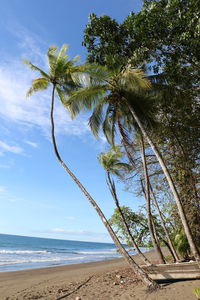 Palm trees on beach against sky