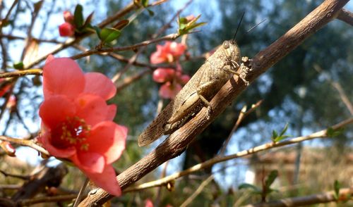 Low angle view of flower tree