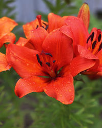 Close-up of red lily on plant