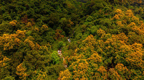 High angle view of trees in forest