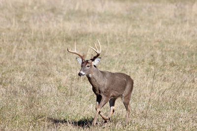 Deer on running grassy field