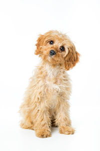 Portrait of dog sitting against white background