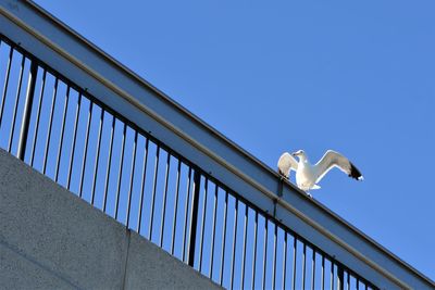Low angle view of seagull on railing against sky