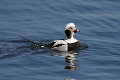 Bird swimming in lake