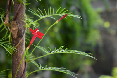 Close-up of red flowering plant