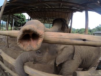 Close up of elephants