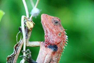 Close-up of lizard