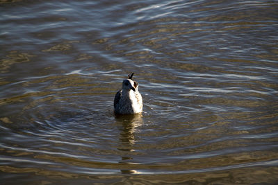 High angle view of duck swimming on lake