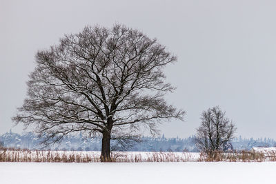 Bare tree on snow covered field against clear sky