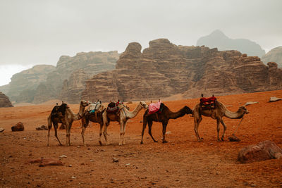 Horses on desert