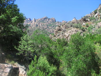 Low angle view of trees against clear sky