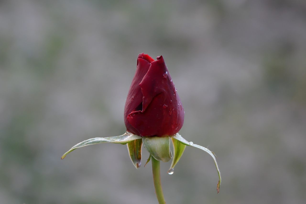 CLOSE-UP OF RED ROSE BUDS