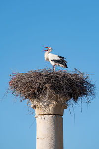 Low angle view of bird perching on tree against sky