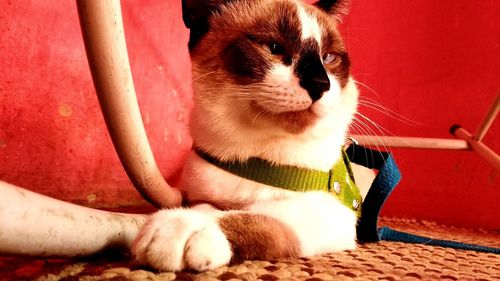 Cat resting on tiled floor