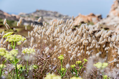 Close-up of fresh plants in field