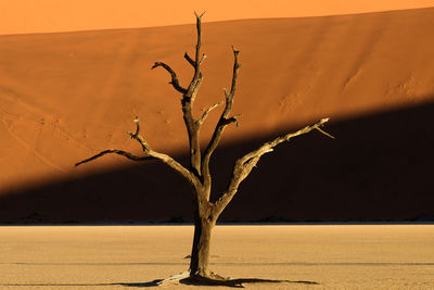 Close-up of bare tree on desert