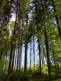 Low angle view of bamboo trees in forest