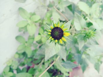 Close-up of flower blooming outdoors