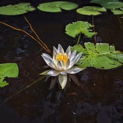 Close-up of lotus water lily in pond