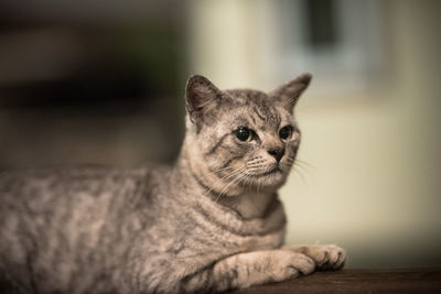 Close-up portrait of a cat looking away