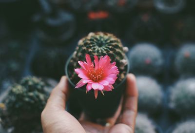 Cropped hand holding potted cactus plant