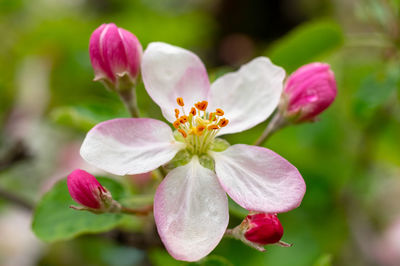 Close-up of pink flowering plant